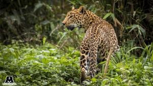 The Wildlife SOS leopard rescue centre is home to over 30 rescued leopards.(Wildlife SOS) The Wildlife SOS leopard rescue centre is home to over 30 rescued leopards.(Wildlife SOS)