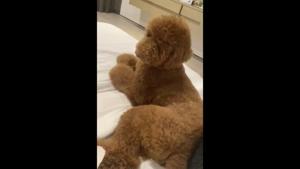The image shows Chrissy Teigen and John Legend’s pet dog, Pete, sitting on a bed.(Twitter/@chrissyteigen) The image shows Chrissy Teigen and John Legend’s pet dog, Pete, sitting on a bed.(Twitter/@chrissyteigen)