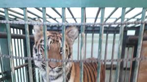 The cub has been kept at a quarantined cage as per protocol.(SGNP) The cub has been kept at a quarantined cage as per protocol.(SGNP)