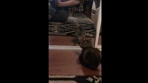 The image shows a kitten.(Reddit/@nonoglorificus) The image shows a kitten.(Reddit/@nonoglorificus)