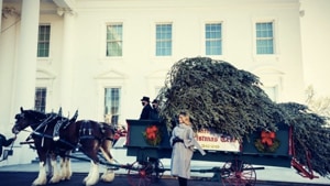 Monday’s delivery of an 18-and-a-half-foot tall Fraser fir by horse-drawn carriage signalled the kickoff of the usual array of White House holiday events that will include the annual turkey pardon and Christmas and Hanukkah events(Melania Trump on Twitter) Monday’s delivery of an 18-and-a-half-foot tall Fraser fir by horse-drawn carriage signalled the kickoff of the usual array of White House holiday events that will include the annual turkey pardon and Christmas and Hanukkah events(Melania Trump on Twitter)
