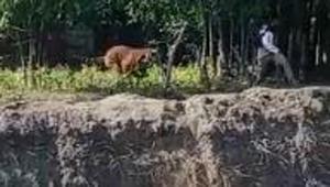 A video of the animal chasing a group of people has been circulating on social media. In the video, the tiger is seen injuring a man who falls into a ditch. The animal moves away from the spot immediately.(KAZIRANGA NATIONAL PARK.) A video of the animal chasing a group of people has been circulating on social media. In the video, the tiger is seen injuring a man who falls into a ditch. The animal moves away from the spot immediately.(KAZIRANGA NATIONAL PARK.)