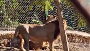 Asiatic lions at Dhauladhar Nature Park in Kangra.(Sourced) Asiatic lions at Dhauladhar Nature Park in Kangra.(Sourced)