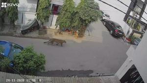 The area where the leopard was spotted is dotted with official residences of the Ghaziabad district magistrate, the senior superintendent of police and those of other administrative officers.(SOURCED) The area where the leopard was spotted is dotted with official residences of the Ghaziabad district magistrate, the senior superintendent of police and those of other administrative officers.(SOURCED)