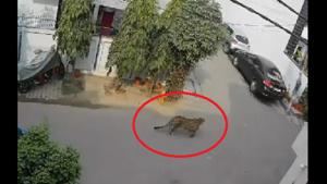 The image shows the leopard.(Screengrab) The image shows the leopard.(Screengrab)