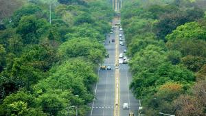 Around 4,000 saplings will have to be planted to compensate for the uprooted trees.(HT file photo) Around 4,000 saplings will have to be planted to compensate for the uprooted trees.(HT file photo)