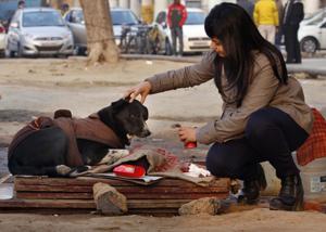 Strays find it difficult to bear the winter chill in Delhi, and this has encouraged some denizens to make and distribute temporary shelters for the voiceless.(Photo: Sushil Kumar/HT (Photo for representational purposes only)) Strays find it difficult to bear the winter chill in Delhi, and this has encouraged some denizens to make and distribute temporary shelters for the voiceless.(Photo: Sushil Kumar/HT (Photo for representational purposes only))