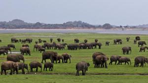 Sri Lankan government is digging trenches around the facility to deter the animals. Villagers who have had an uneasy coexistence with the wild herds, say the situation is only getting worse.(AP Photo | Representational image)