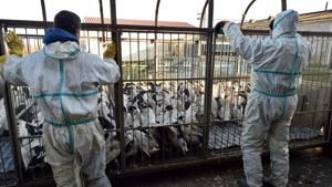 Although the risk to humans is low, the European Food Safety Agency EFSA said this week that the virus’ evolution needed to be closely monitored. A strain of H5N1 has been known to spread to humans.(AFP file photo. Representative image) Although the risk to humans is low, the European Food Safety Agency EFSA said this week that the virus’ evolution needed to be closely monitored. A strain of H5N1 has been known to spread to humans.(AFP file photo. Representative image)