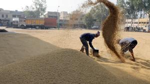 The paddy procurement season is Bihar it to begin from next week.(HT PHOTO)