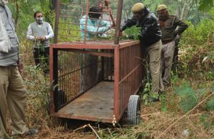 With the big cat staying untraceable, the Ghaziabad administration has cautioned people living in the neighbouring areas of Raj Nagar, Raj Kunj, Shastri Nagar and Kavi Nagar against venturing out in the open alone.(HT Photo) With the big cat staying untraceable, the Ghaziabad administration has cautioned people living in the neighbouring areas of Raj Nagar, Raj Kunj, Shastri Nagar and Kavi Nagar against venturing out in the open alone.(HT Photo)