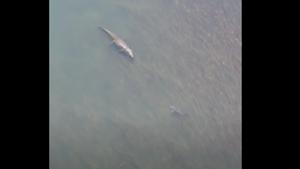The image shows the shark swimming in front of a crocodile.(YouTube/Caravan Adventure Aus) The image shows the shark swimming in front of a crocodile.(YouTube/Caravan Adventure Aus)