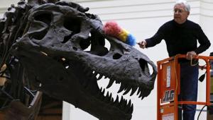 Geologist Bill Simpson uses a feather duster to clean the Tyrannosaurus rex fossil.(REUTERS) Geologist Bill Simpson uses a feather duster to clean the Tyrannosaurus rex fossil.(REUTERS)
