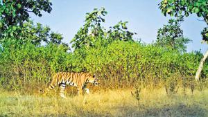 T1C2, female cub of Avni, now a sub-adult tigress, aged two-and-a-half years, has been kept in captivity in a 4.5-hectare (ha) area in Pench Tiger Reserve since December 22, 2018.(Maharashtra Forest Department.) T1C2, female cub of Avni, now a sub-adult tigress, aged two-and-a-half years, has been kept in captivity in a 4.5-hectare (ha) area in Pench Tiger Reserve since December 22, 2018.(Maharashtra Forest Department.)