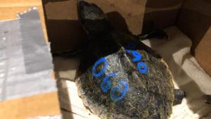 Rescued Kemp’s ridley sea turtles receive care at Tennessee Aquarium in Chattanooga, Tennessee .(AP) Rescued Kemp’s ridley sea turtles receive care at Tennessee Aquarium in Chattanooga, Tennessee .(AP)