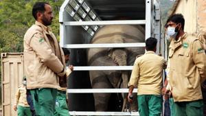 Zoo staff stand outside a crate carrying Kaavan, Pakistan’s lonely elephant who is being transported to a sanctuary in Cambodia.(Reuters) Zoo staff stand outside a crate carrying Kaavan, Pakistan’s lonely elephant who is being transported to a sanctuary in Cambodia.(Reuters)