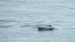 Two Indian Ocean humpback dolphins spotted off Malabar Hill.(Photo: Darshan Khatau) Two Indian Ocean humpback dolphins spotted off Malabar Hill.(Photo: Darshan Khatau)