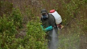 Intense awareness about Glyphosate in local languages is key(AFP (Representative Image)) Intense awareness about Glyphosate in local languages is key(AFP (Representative Image))