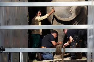 Pakistan’s lonely elephant Kaavan arrived in Cambodia by cargo plane on Monday to start a new life with fellow pachyderms at a local sanctuary, the culmination of years of campaigning for his transfer by American singer Cher.(REUTERS) Pakistan’s lonely elephant Kaavan arrived in Cambodia by cargo plane on Monday to start a new life with fellow pachyderms at a local sanctuary, the culmination of years of campaigning for his transfer by American singer Cher.(REUTERS)