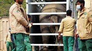 Zoo staff stand outside a crate carrying Kaavan, an elephant to be transported to a sanctuary in Cambodia, at the Marghazar Zoo in Islamabad, Pakistan.(REUTERS) Zoo staff stand outside a crate carrying Kaavan, an elephant to be transported to a sanctuary in Cambodia, at the Marghazar Zoo in Islamabad, Pakistan.(REUTERS)