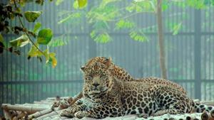The image shows a leopard. (Representative image)(Unsplash) The image shows a leopard. (Representative image)(Unsplash)