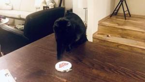 The image shows a shot of black-furred feline sitting atop a wooden table.(Reddit/@Fleajab) The image shows a shot of black-furred feline sitting atop a wooden table.(Reddit/@Fleajab)