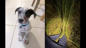 The image shows Wally the puppy and the carpet python.(Facebook/@Sunshine Coast Snake Catchers 24/7) The image shows Wally the puppy and the carpet python.(Facebook/@Sunshine Coast Snake Catchers 24/7)