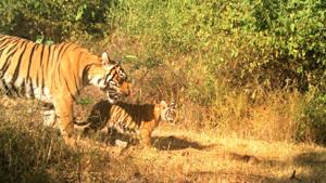 Tigress ST-14 seen walking with her two-month-old cub in Sariska Tiger Reserve.(Forest Department) Tigress ST-14 seen walking with her two-month-old cub in Sariska Tiger Reserve.(Forest Department)