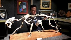 Bernard Piguet, director and auctioneer of Piguet Auction House prepares the skeleton.(REUTERS) Bernard Piguet, director and auctioneer of Piguet Auction House prepares the skeleton.(REUTERS)