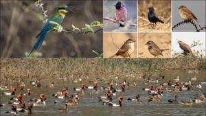 Here are a few places to see migratory birds this winter in Delhi NCR(Twitter/NDNS_HQ/Shivani_Saini/GoGroupOuting) Here are a few places to see migratory birds this winter in Delhi NCR(Twitter/NDNS_HQ/Shivani_Saini/GoGroupOuting)