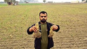 A farmer in Jhuljhuli village near Najafgarh shows remains of stubble after the Pusa bio-decomposer was sprayed on his field.(Vipin Kumar/HT photo) A farmer in Jhuljhuli village near Najafgarh shows remains of stubble after the Pusa bio-decomposer was sprayed on his field.(Vipin Kumar/HT photo)