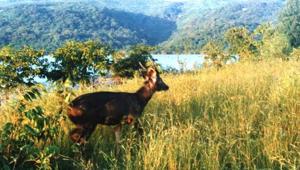 The state has decided to cultivate 8,300-hectare (ha) land as meadows and grasslands within forest areas in 2021.(Maharashtra forest department) The state has decided to cultivate 8,300-hectare (ha) land as meadows and grasslands within forest areas in 2021.(Maharashtra forest department)