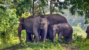 A herd of elephants attacked slums of mining workers, killing one and injuring two others in Nainital district of Uttarakhand.(PTI Photo/Representative use) A herd of elephants attacked slums of mining workers, killing one and injuring two others in Nainital district of Uttarakhand.(PTI Photo/Representative use)