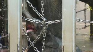 A baby Asian elephant goes on public display at Ueno Zoological Gardens, about a month after he was born, in Tokyo, Japan in this photo taken by Kyodo December 1, 2020. Picture taken December 1, 2020. Mandatory credit Kyodo/via REUTERS(REUTERS) A baby Asian elephant goes on public display at Ueno Zoological Gardens, about a month after he was born, in Tokyo, Japan in this photo taken by Kyodo December 1, 2020. Picture taken December 1, 2020. Mandatory credit Kyodo/via REUTERS(REUTERS)