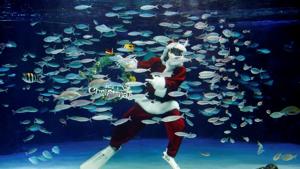 A diver wearing Santa Claus costume swims in a large fish tank.(REUTERS) A diver wearing Santa Claus costume swims in a large fish tank.(REUTERS)