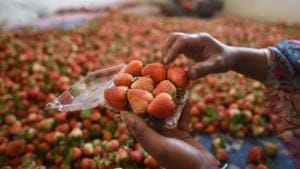 At least 80 per cent of strawberry produced in India comes from the Mahabaleshwar (Maharashtra) while rest comes from Himachal Pradesh, Uttar Pradesh, West Bengal, Delhi, Haryana, Punjab and Rajasthan.(Hindustan Times Photo) At least 80 per cent of strawberry produced in India comes from the Mahabaleshwar (Maharashtra) while rest comes from Himachal Pradesh, Uttar Pradesh, West Bengal, Delhi, Haryana, Punjab and Rajasthan.(Hindustan Times Photo)