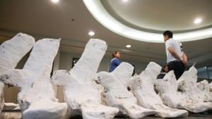 The image shows a whale skeleton.(REUTERS) The image shows a whale skeleton.(REUTERS)