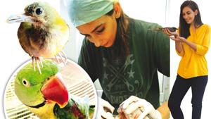 (From left) Manta Sindhu with a juvenile female Asian koel, that came with paralysed legs; Prepping a yellow-footed green juvenile pigeon for its surgery; Rescued Alexandrine parakeet and blue rock pigeon at foster homes in Delhi-NCR (From left) Manta Sindhu with a juvenile female Asian koel, that came with paralysed legs; Prepping a yellow-footed green juvenile pigeon for its surgery; Rescued Alexandrine parakeet and blue rock pigeon at foster homes in Delhi-NCR
