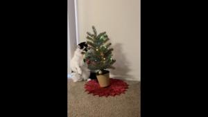 The image shows a black-and-white furred feline sitting next to a small Christmas tree.(Reddit/@grandmawhale) The image shows a black-and-white furred feline sitting next to a small Christmas tree.(Reddit/@grandmawhale)