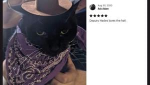 The image shows a cat along with a cat hat review.(Twitter/@rubyirl) The image shows a cat along with a cat hat review.(Twitter/@rubyirl)