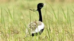 An expert said that crop pattern change and the increase of Nilgai (Blue bull) population are the major reasons behind the decrease in numbers of the endangered Lesser Florican. An expert said that crop pattern change and the increase of Nilgai (Blue bull) population are the major reasons behind the decrease in numbers of the endangered Lesser Florican.