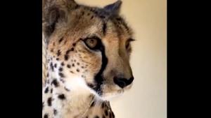 The image shows Nia the cheetah.(Twitter/@cincinnati zoo) The image shows Nia the cheetah.(Twitter/@cincinnati zoo)