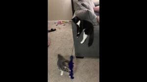 The image shows two cats playing together indoors.(Reddit/@sherlock_er) The image shows two cats playing together indoors.(Reddit/@sherlock_er)