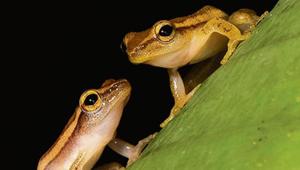 Frogs of the new genus have a 2-3cm long body.(Courtsey: SD Biju) Frogs of the new genus have a 2-3cm long body.(Courtsey: SD Biju)