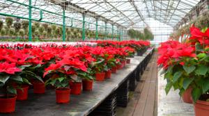 Residents of Delhi-NCR are scouting nurseries to buy poinsettias, the favourite plant in December ahead of Christmas. The high demand in early December has lead to an increase in the price of the plant this year.(Photo:Shutterstock)