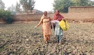 Women working in their field at Deon village in Bathinda district on Sunday.(Sanjeev Kumar/HT) Women working in their field at Deon village in Bathinda district on Sunday.(Sanjeev Kumar/HT)