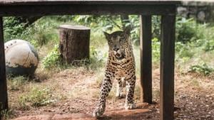 This year, leopards have killed six people in the district, while 23 were fatalities in tiger attacks and one person was killed by a wild boar.(Satish Bate/HT file photo. Representative image) This year, leopards have killed six people in the district, while 23 were fatalities in tiger attacks and one person was killed by a wild boar.(Satish Bate/HT file photo. Representative image)