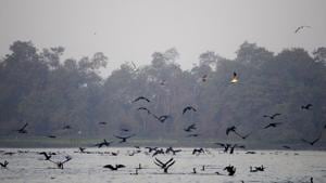 The last round of the quiz had questions based on Salim Ali, renowned ornithologist, also known as the Birdman of India, after whom the event is named.(Sunil Ghosh/HT file photo. Representative image)