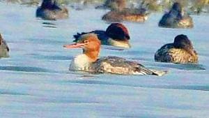 This marks the first-ever appearance of the avian species in Haryana and Delhi-NCR. A previous sighting of the bird in India, in December 2016, at a Mumbai wetland, had sent ripples among country’s birding community .(Rakesh Ahlawat) This marks the first-ever appearance of the avian species in Haryana and Delhi-NCR. A previous sighting of the bird in India, in December 2016, at a Mumbai wetland, had sent ripples among country’s birding community .(Rakesh Ahlawat)