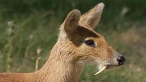 Four teeth of musk deer, one head, skin and two legs of a mountain goat were recovered from the poachers, say officials. (HT Photo) Four teeth of musk deer, one head, skin and two legs of a mountain goat were recovered from the poachers, say officials. (HT Photo)